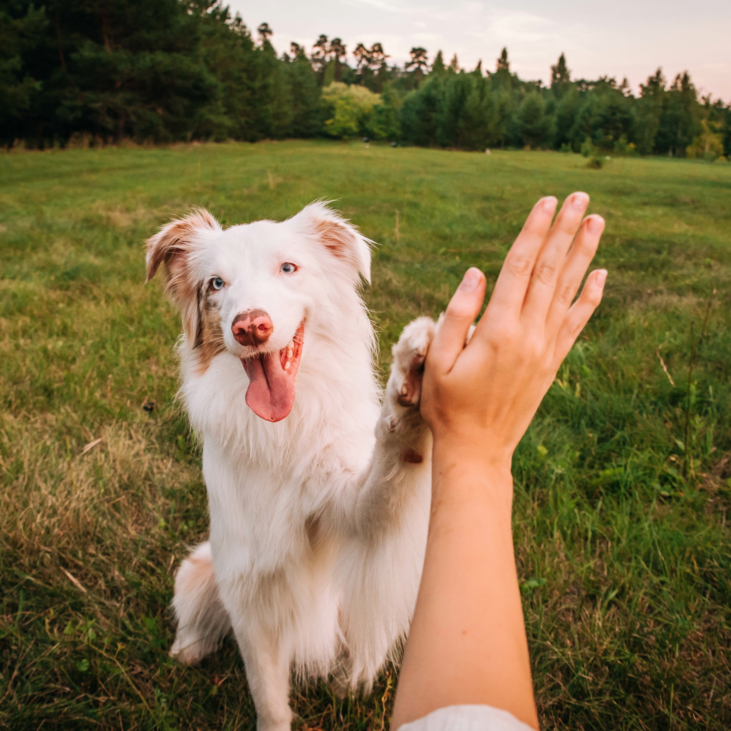 Bites Large - Das lokale Läckerli
