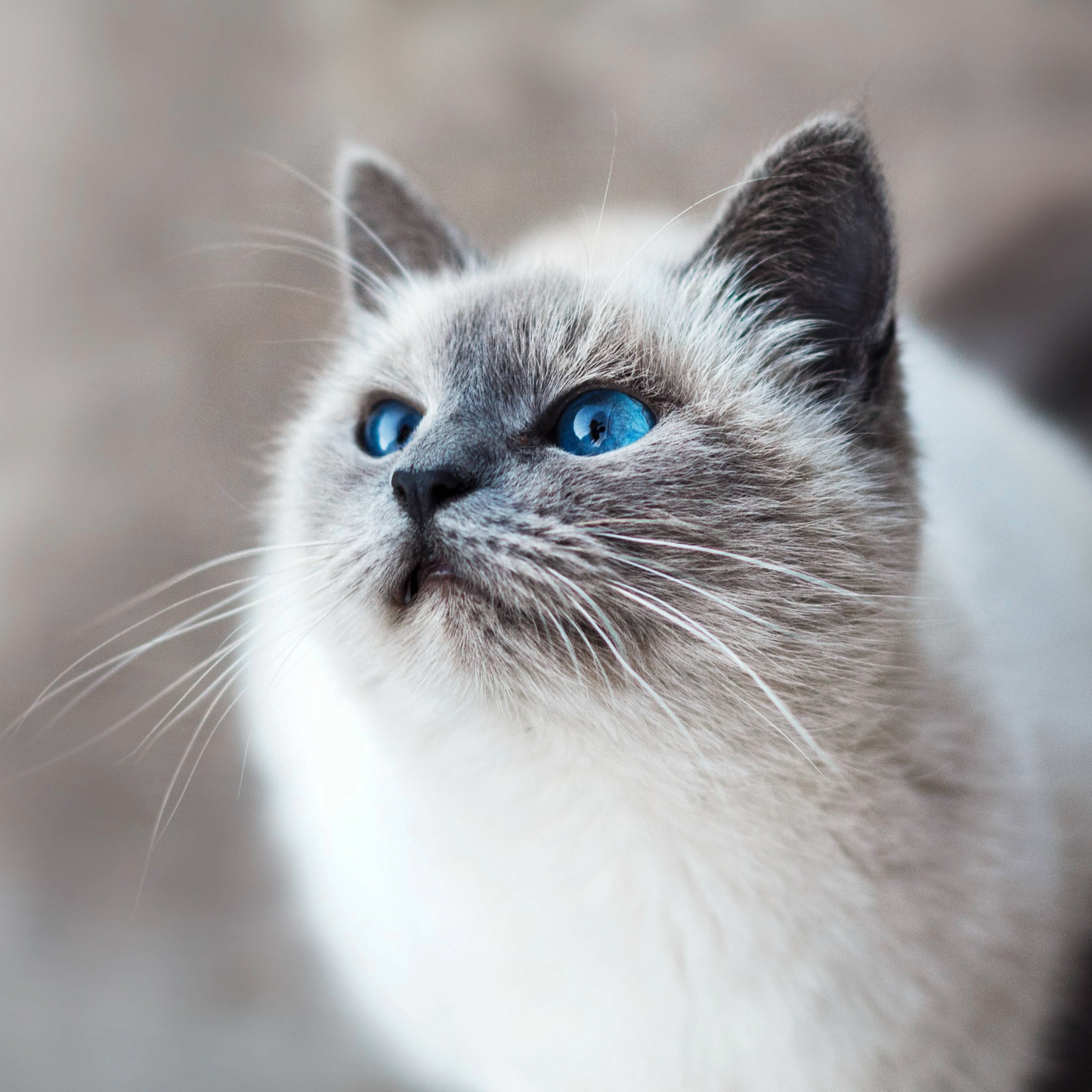 Lokales Läckerli Pet Food Katzen Futter 100% Fisch Bites S Nachhaltiges Tierfutter Schweiz