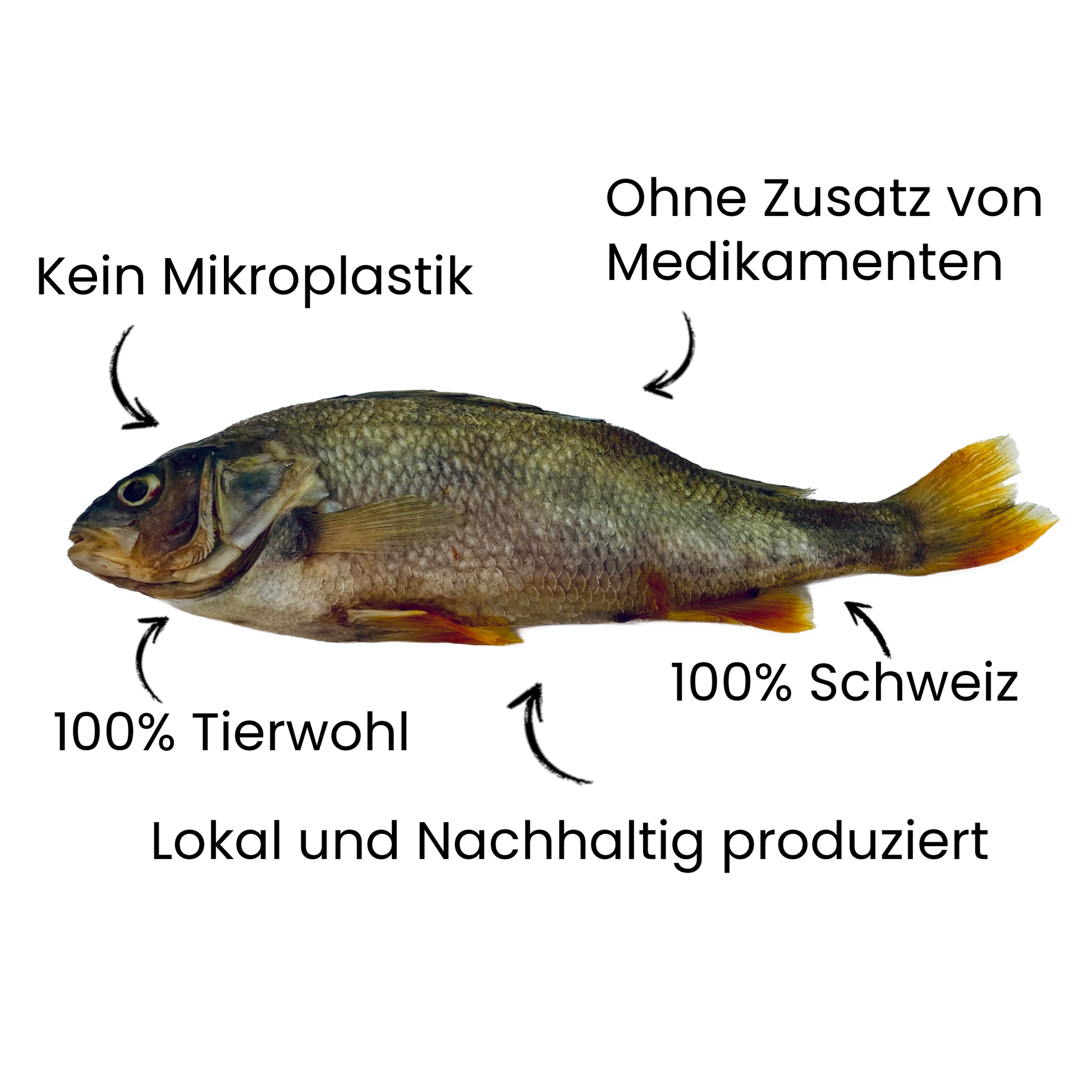 Lokales Läckerli Pet Food Hunde Futter 100% Fisch ganzer Fisch Nachhaltiges Tierfutter Schweiz Glutenfrei Kein Mikroplastik 100% Tierwohl