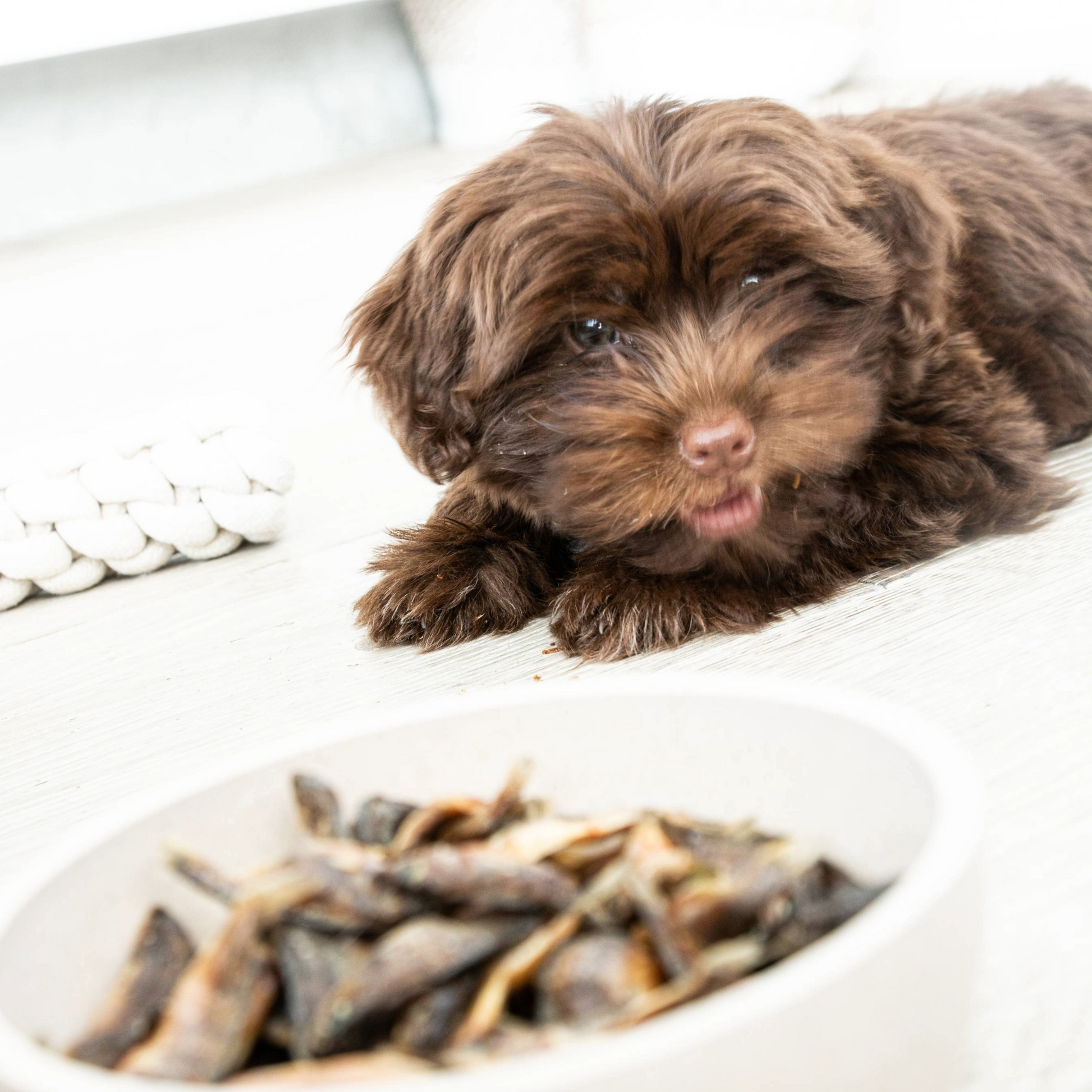 Lokales Läckerli Pet Food Hunde Futter 100% Fisch ganzer Fisch Nachhaltiges Tierfutter Schweiz Glutenfrei Kein Mikroplastik 100% Tierwohl