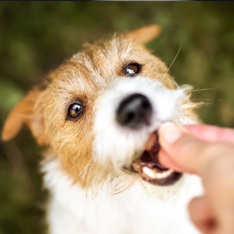 Lokales Läckerli Pet Food Katzen Futter 100% Fisch Bites S Nachhaltiges Tierfutter Schweiz Glutenfrei Kein Mikroplastik 100% Tierwohl